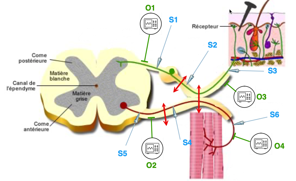 Schéma des positions O1–O4 et des stimulations S1–S6